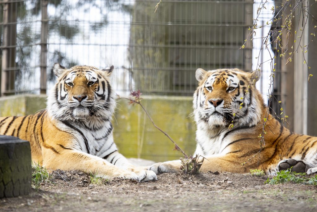 Tigres y leones en un zoológico en el norte de Europa