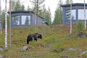 Kainuu - avistamiento de osos