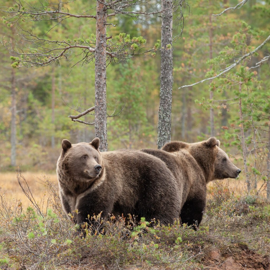 Borealis Wildlife Center