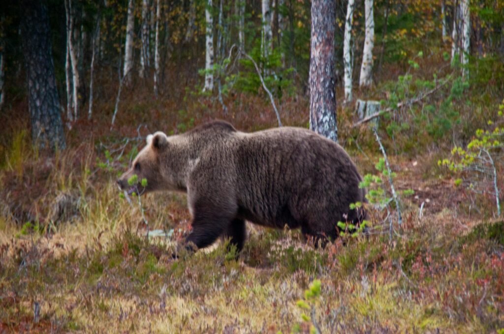 Avistamiento de oso